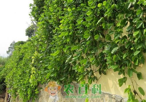 藤本植物油麻藤种子价格多少钱一斤?什么时候种植开花?怎么种?有什么功效作用?