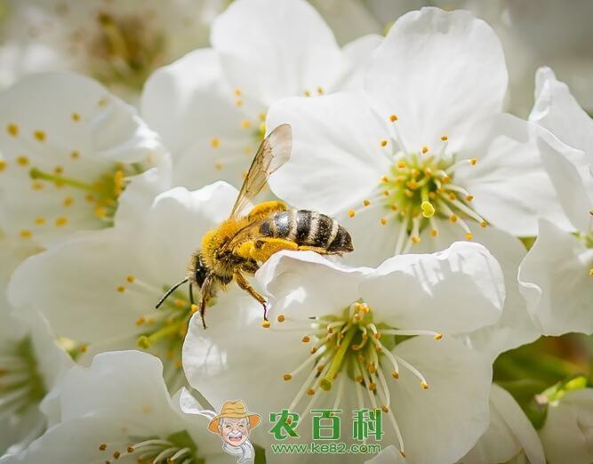 果树常用杀菌剂的分类及其作用