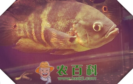 热带地图鱼能长多大?身上有了白斑该怎么治?