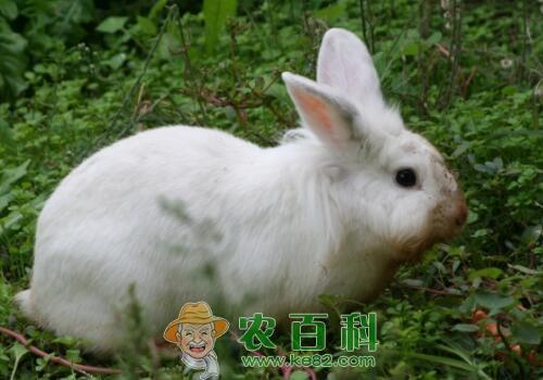 现在养兔子有销路吗？利润和前景怎么样？养殖常见误区及注意事项有哪些？