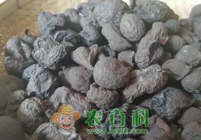 “中药”乌灵参价格多少钱一斤？生长在什么地方？它有哪些功效作用？怎么吃好？