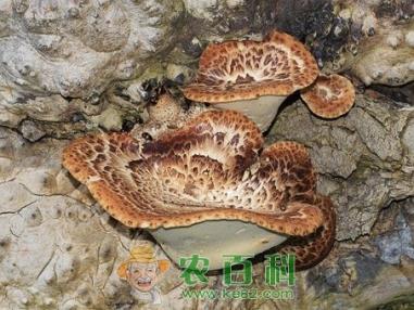 多孔菌科猪苓产自哪里?种子大概多少钱一斤?一亩地大约需要多少种子?怎么播种?