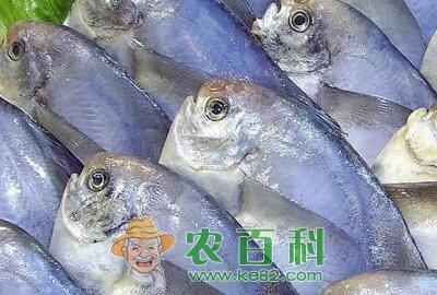 鲳鱼多少钱一斤?是海鱼还是淡水鱼?怎么做好吃?