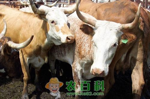 肉牛