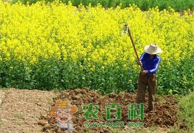 农民致富故事:种地也能发家?