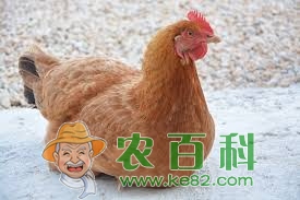 鸡