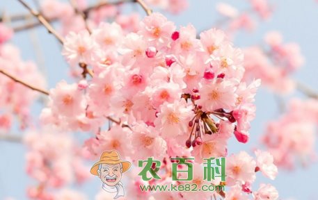 樱花树苗价格多少钱一株?栽培多久开花?它和樱桃树有什么区别?