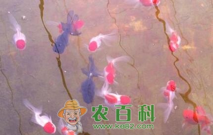 水产养殖过程中为什么要施肥?常见的施肥技术有哪些?