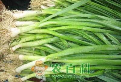 蒜苗什么时候种好?怎么种才长得快?一斤蒜能出多少斤蒜苗?