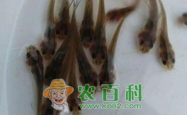 小草鱼苗一条大概多少钱?怎么养殖长的好?一年能长多大?