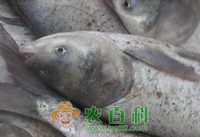 胖头鱼鱼苗多少钱一斤？养殖技术有哪些？