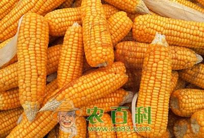 玉米秃尖是怎么回事？农民该怎么预防？