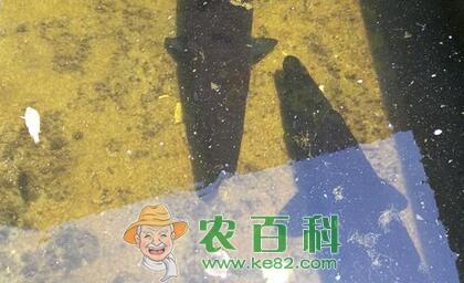 水产养殖过程中为什么要施肥?常见的施肥技术有哪些?