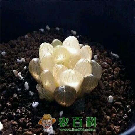 冰灯玉露是什么？多少钱一盆？怎么养？