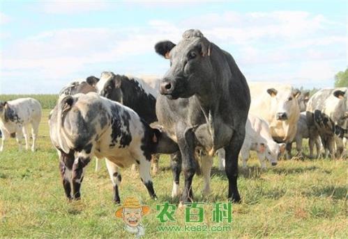 小肉牛一般多少钱一头？应该怎样饲养？冬季需要注意些什么？