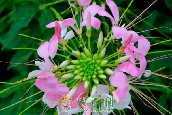 一年生醉蝶花的花语是什么？种子价格大约多少钱一斤？什么时候播种、开花？种植方法有哪些？