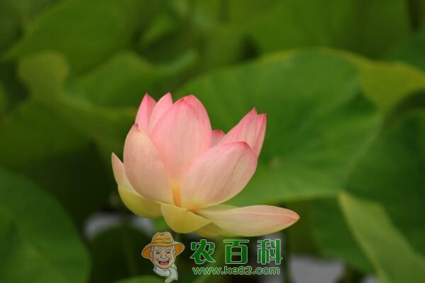 越南国花荷花种子价格大约多少钱一斤?什么时候种植、开花?怎么种?盆栽怎么养护?