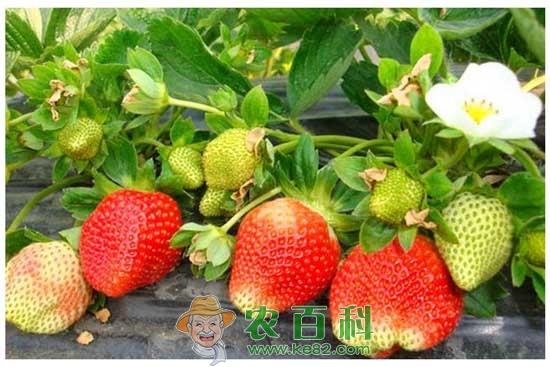 杨金凯:“金领”返乡创业当果农