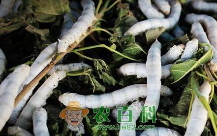 寡食性昆虫蚕宝宝的具体生长过程和发育温度