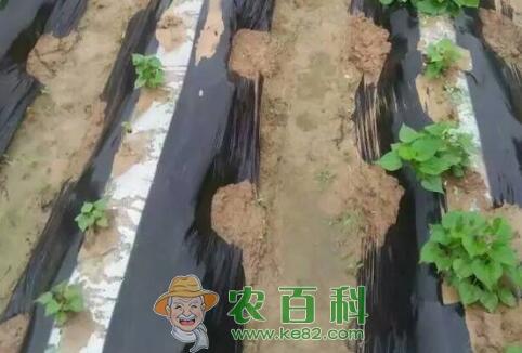 红薯怎么盖地膜?如何在红薯田使用地膜覆盖技术?