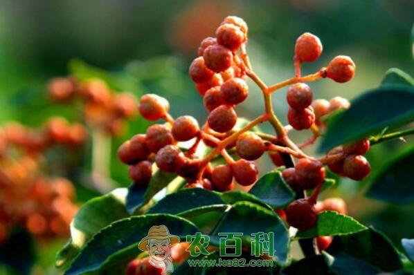 市面上的花椒籽价格大约多少钱一斤?能做什么?能不能种植?怎么种?