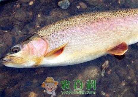 淡水养殖的虹鳟到底是不是三文鱼？现在价格在多少钱一斤？可以生吃吗？