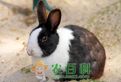 懒兔多少钱一斤?懒兔养殖前景及市场价格走势预测