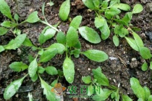 田间野菜荠菜和茼蒿有什么区别？怎么吃？是发物吗？