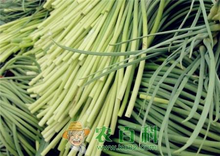 蒜苔(蒜苗)是怎么长出来的?主要产地在哪里?