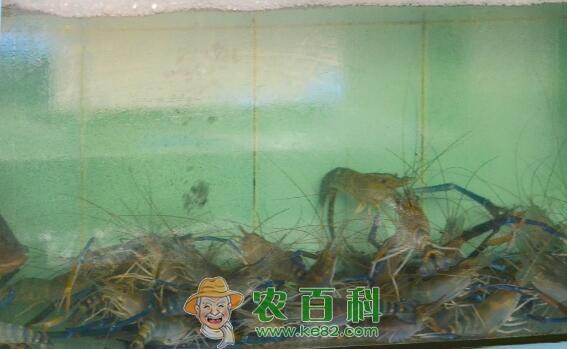 水产养殖怎么样?淡水养殖什么利润好?五大水产养殖项目推荐!