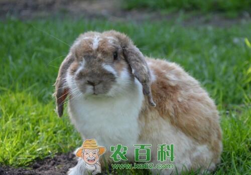 现在养兔子有销路吗？利润和前景怎么样？养殖常见误区及注意事项有哪些？