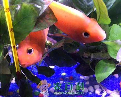 市面上鹦鹉鱼价格多少钱一只？它吃什么食物？能活多久？