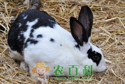懒兔多少钱一斤?懒兔养殖前景及市场价格走势预测