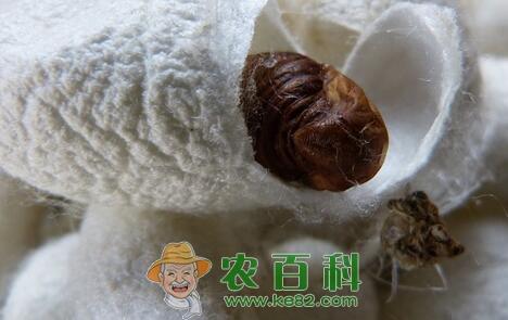 寡食性昆虫蚕宝宝的具体生长过程和发育温度