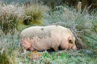 2019年七月猪价阶段性反弹概率大