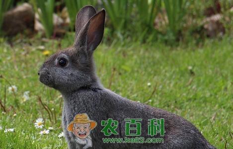 草食性脊椎动物野兔子的生活习性是怎样的?