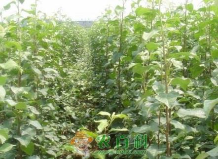 “智慧果”苹果树什么时候浇水好?浇多少合适?怎么浇?
