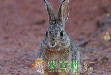 草食性脊椎动物野兔子的生活习性是怎样的?