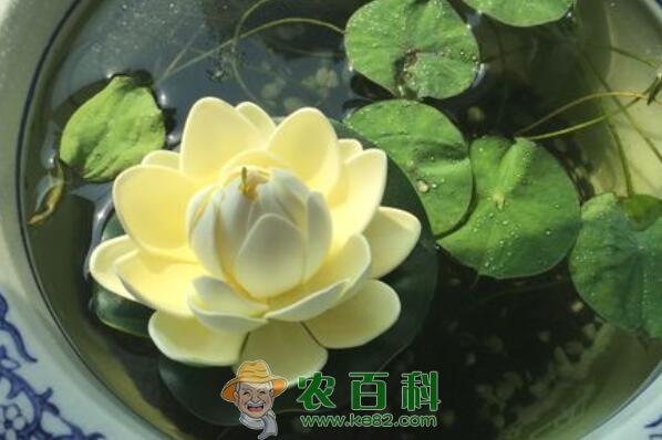 碗莲和睡莲的区别是什么?什么时候种合适?种子价格多少钱一斤?(附水培方法)