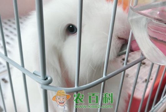胆小怕惊的垂耳兔怎么养?其要注意些什么?