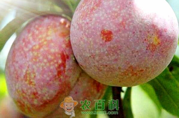 红心李一般几月份成熟上市?多少钱一斤?产地有哪些?