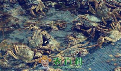 阳澄湖大闸蟹9月份正式上市！大闸蟹价格会上涨吗？