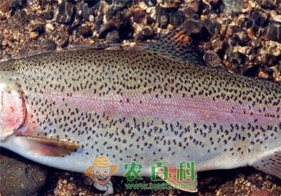 淡水养殖的虹鳟到底是不是三文鱼？现在价格在多少钱一斤？可以生吃吗？