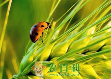 捕食性昆虫“七星瓢虫”是益虫还是害虫?喜欢吃什么食物?