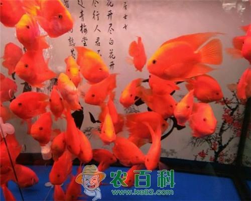 市面上鹦鹉鱼价格多少钱一只？它吃什么食物？能活多久？