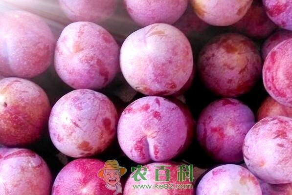 红心李一般几月份成熟上市?多少钱一斤?产地有哪些?
