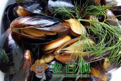 鲍鱼多少钱一斤?鲍鱼行情预测及市场前景分析