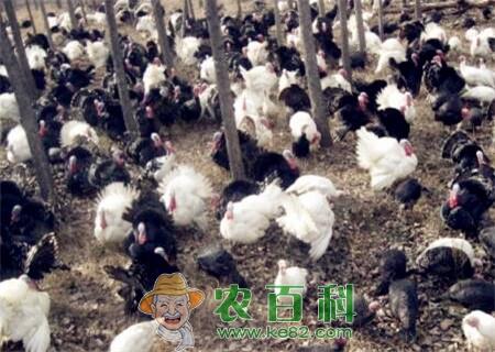 火鸡价格卖多少钱一斤?2019养火鸡还赚钱吗?附养殖前景及利润分析