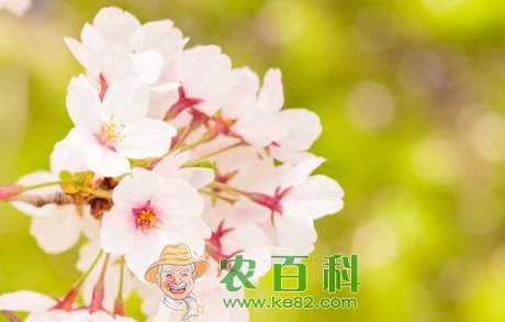 樱花树苗价格多少钱一株?栽培多久开花?它和樱桃树有什么区别?