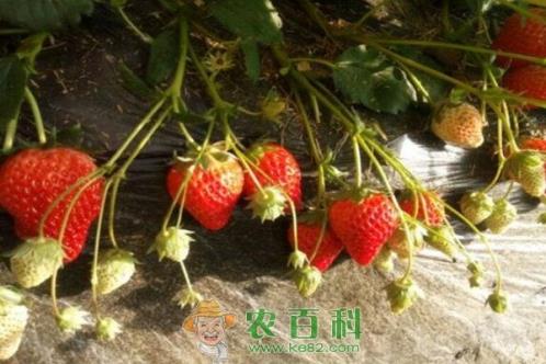 草莓种子多久发芽?如何庭院栽培?